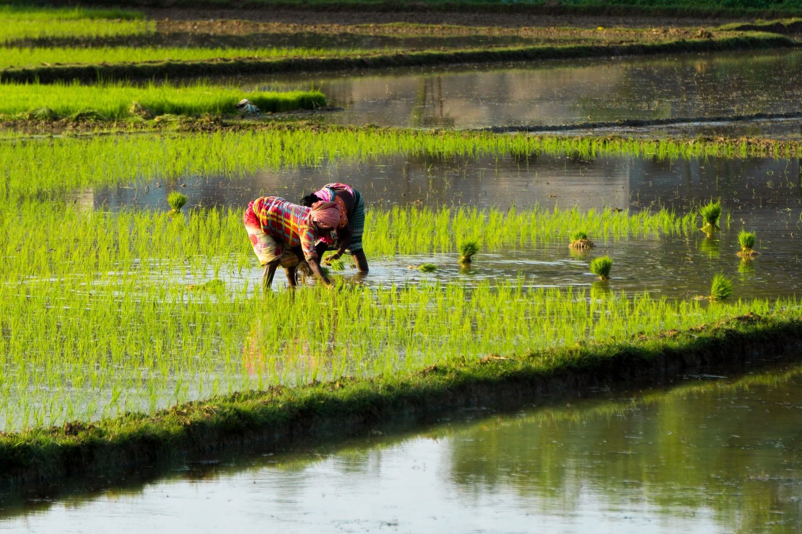 Rice seedlings being planted in a flooded paddy field (illustrative photograph)