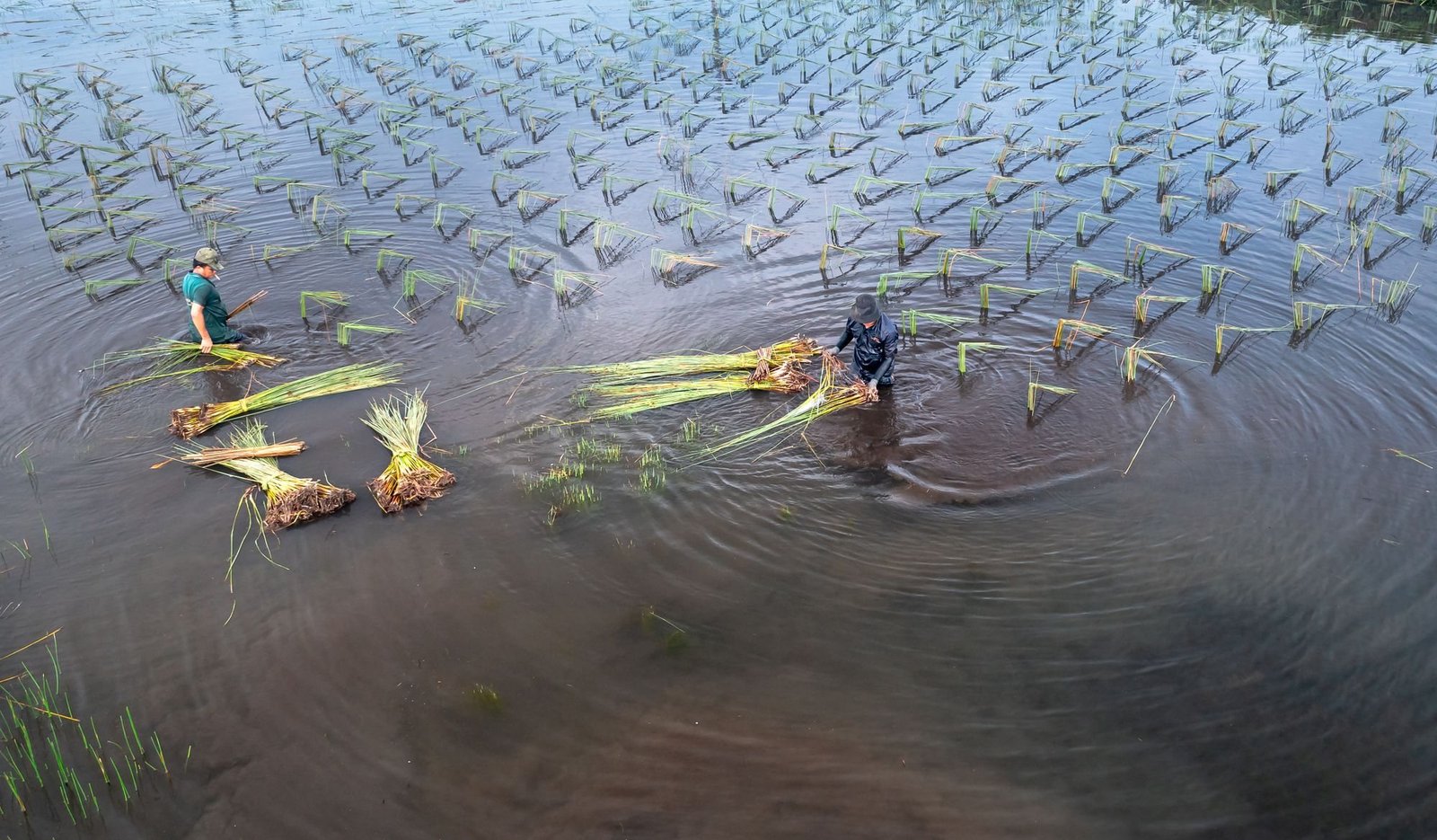 Young rice seedlings standing in clear field water (illustrative photograph)