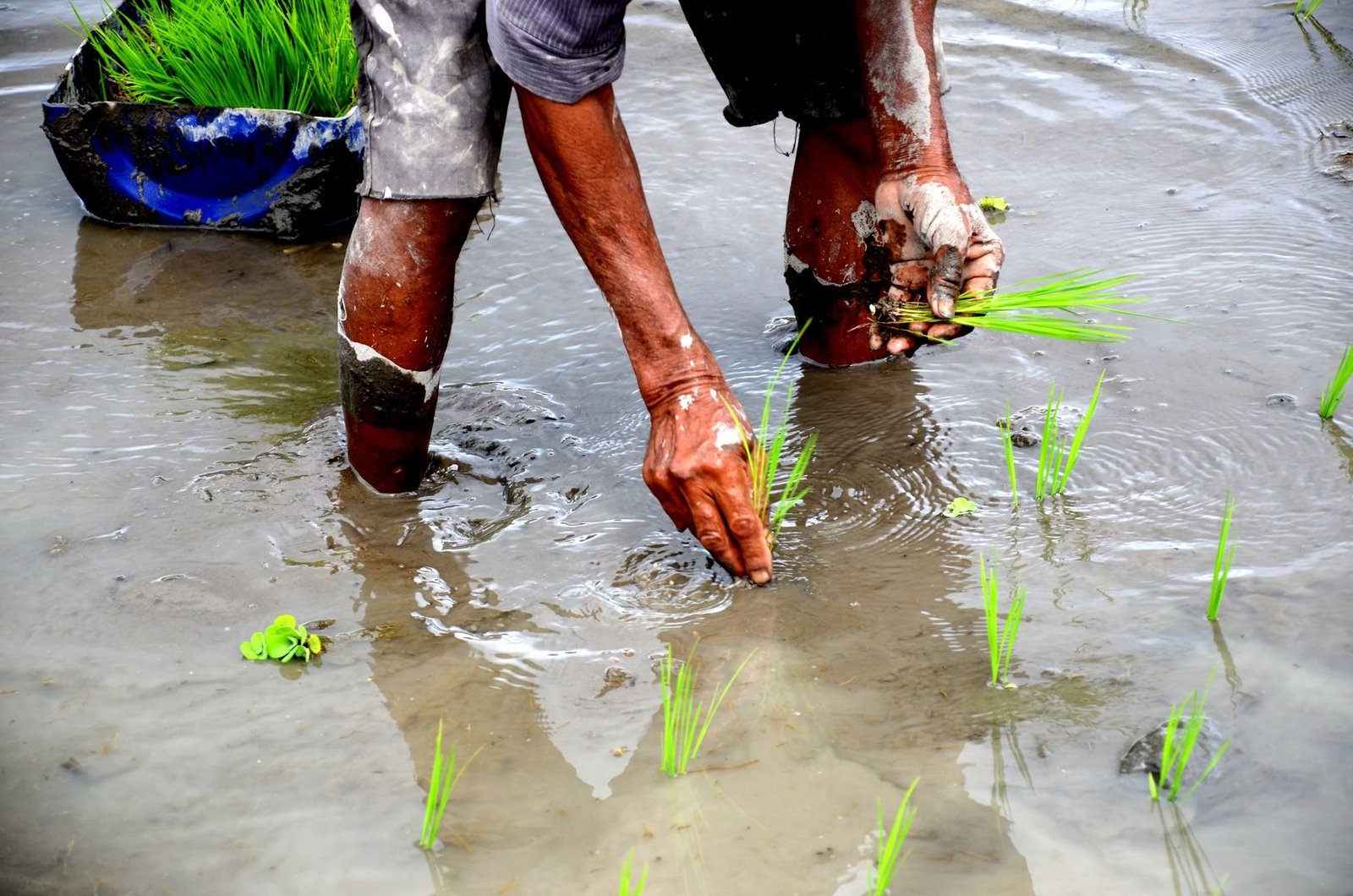 Hands planting rice seedlings in a flooded field (illustrative photograph)